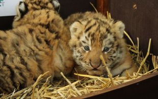 A Kecskeméti Vadaskert történetében először születtek tigriskölykök!